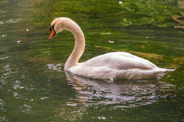 A graceful white swan swimming on a lake with dark green water. The white swan is reflected in the water