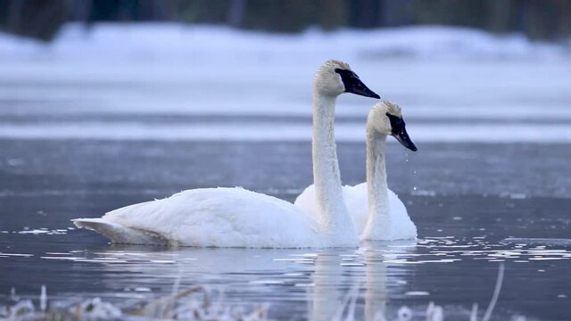 Beautiful Swans in Yellowstone National Park