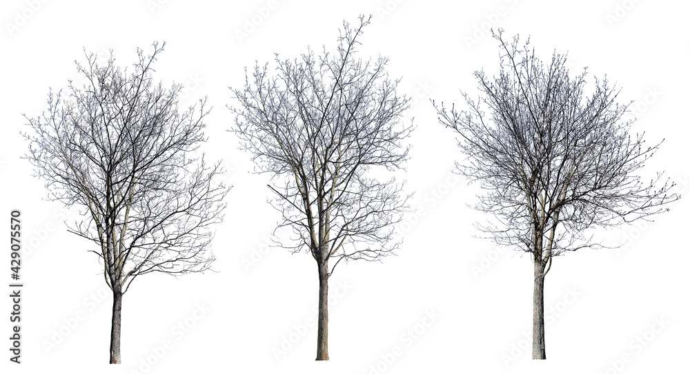 Sticker isolated three dense bare winter trees