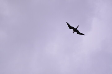 Flying birds on a cloudy sky