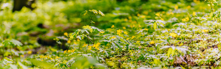 Panoramic spring scenery with flowers and green grass on a sunny day