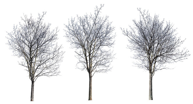 isolated three dense bare winter trees
