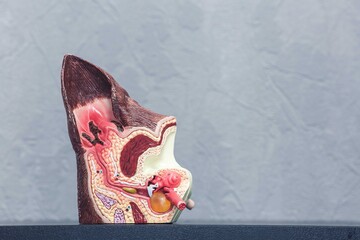 A cutaway plastic model of a sick canine ear