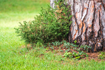 The base of the trunk of an old pine tree in Park.