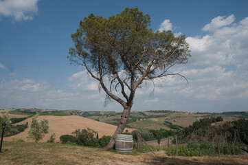 tree in the field
