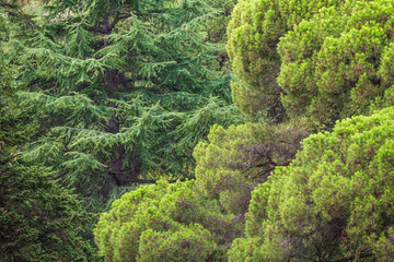 Fir and cedar tall trees forests and woodlands.