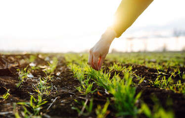 The farmer considers young wheat in the field. Young wheat seedlings in the hands of a farmer. Green wheat growing in soil. The concept of the agricultural business. - obrazy, fototapety, plakaty