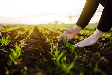 The farmer considers young wheat in the field. Young wheat seedlings in the hands of a farmer....