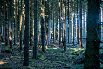 Almindingen auf Bornholm