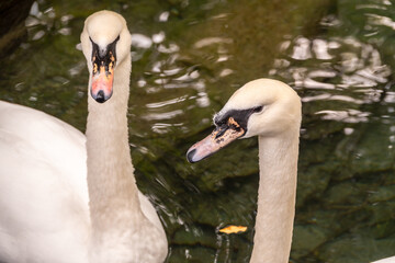 Two graceful white swans swim in the dark water.