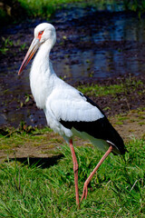 A Maguari Stork