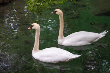 Two graceful white swans swim in the dark water.