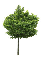Broad-leaved tree isolated on white background.