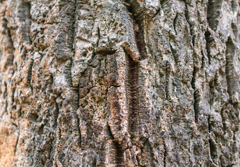 Cork oak tree bark texture. Old Tree bark texture. Natural background