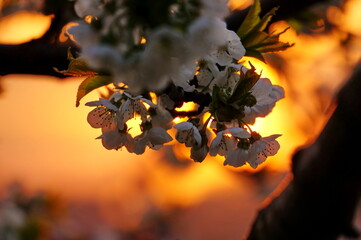 A cluster of beautiful and delicate cherry blossoms at sunset, photographed against the sun