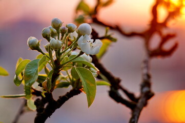 Delicate blooming cherry blossoms on the branch of a cherry tree on gray background at sunrise