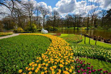 Plakat Beautiful Dutch tulips blooming in spring