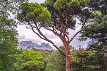 Fototapeta na wymiar Green old cedar tree with long needles on a background of mountains in cloudy day. Freshness, nature, concept. Pinus pinea