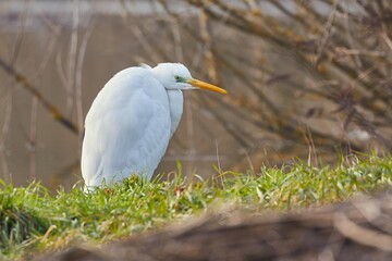 Bird on a lakeside