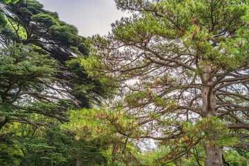 Fir and cedar tall trees forests and woodlands.