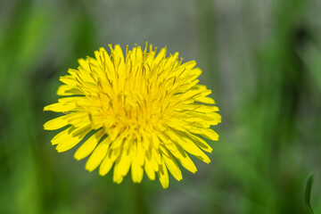 Dandelion, close-up of a flower in the spring light. 