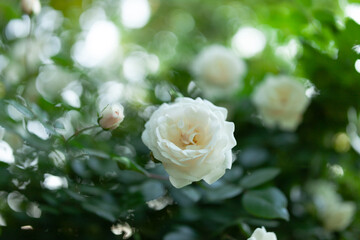 beautiful rosebuds bloom in our garden and are pleasing to the eye