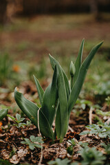 Obraz premium Closed dark green tulip bulb among dark green leaves. Soft focus. Selective sharpness. Close-up.