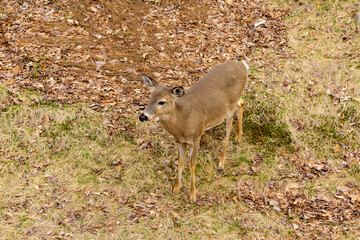 deer