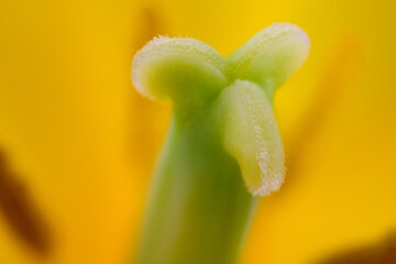 Macro of a yellow tulip flower, studio shot without people. The flower symbolizes love