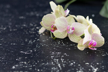An orchid flower on a dark background. Close-up. Space for text