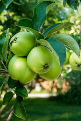 Vertical photo of a close-up of green apples on a branch