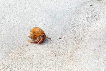 Cuba. Trinidad. Ancon Beach. Small crab in a shell