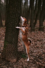 Little ginger dog in forest