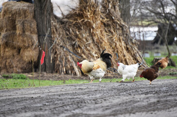 Rooster with hens searching for insects after rain,wet weather in the village