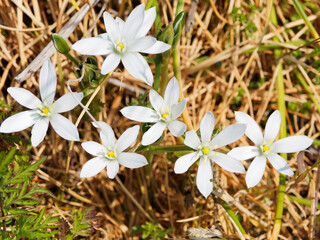 Garden star-of-Bethlehem or eleven-o'clock lady (Ornithogalum umbellatum). White star shaped flowers and yellow-brown stamens on ascending stems with linear leaves