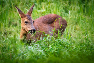 Roe deer in the meadow. Deer in the grass
