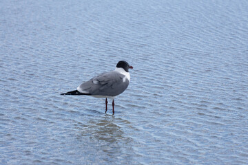 seagull on the beach