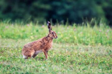 Fototapeta premium Hare in the grass. Rabbit in the meadow