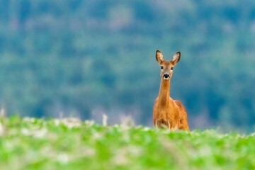 Roe deer in the meadow. Deer in the grass