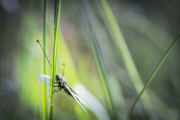 Papillon libellule sur branche au printemps