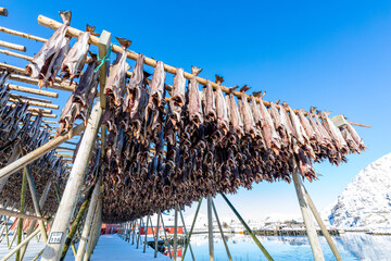 Stockfisch oder Trockenfisch trocknet an der Luft in Norwegen