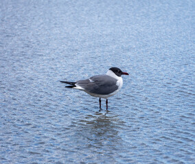 seagull on the beach