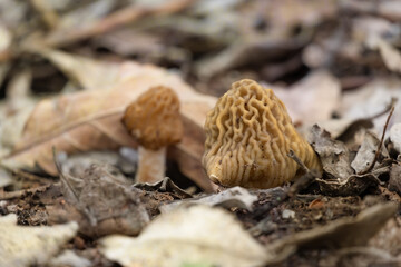 Fungi Verpa bohemica, commonly known as the wrinkled thimble-cap or the early morel close-up. Edible delicious spring mushroom