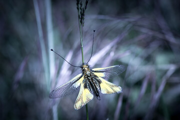 Papillon libellule sur branche au printemps