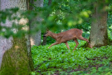 Roe deer in the meadow. Deer in the grass