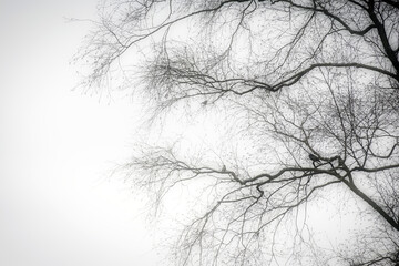 a silhouette of a black tree without leaves with birds sitting on a branch with mystery moody fog beautiful background