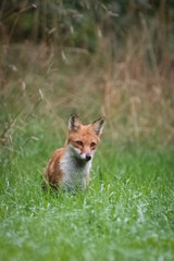 red fox vulpes