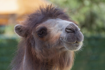 portrait of a camel