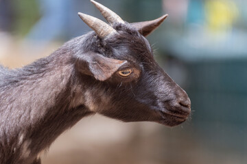 Naklejka na ściany i meble portrait of a goat