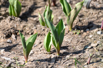Young shoots of tulips in an early spring